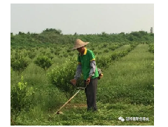 新会柑有机种植探索-温和堂陈皮庄园科学种植篇